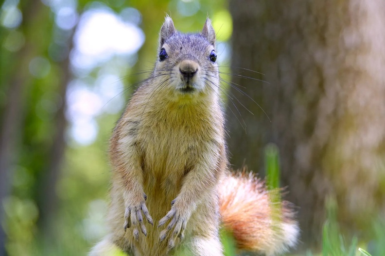 Squirrel, Emirgan Park, Istanbul, Turkey